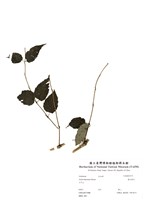 藏品(裏白蔥木)的圖片